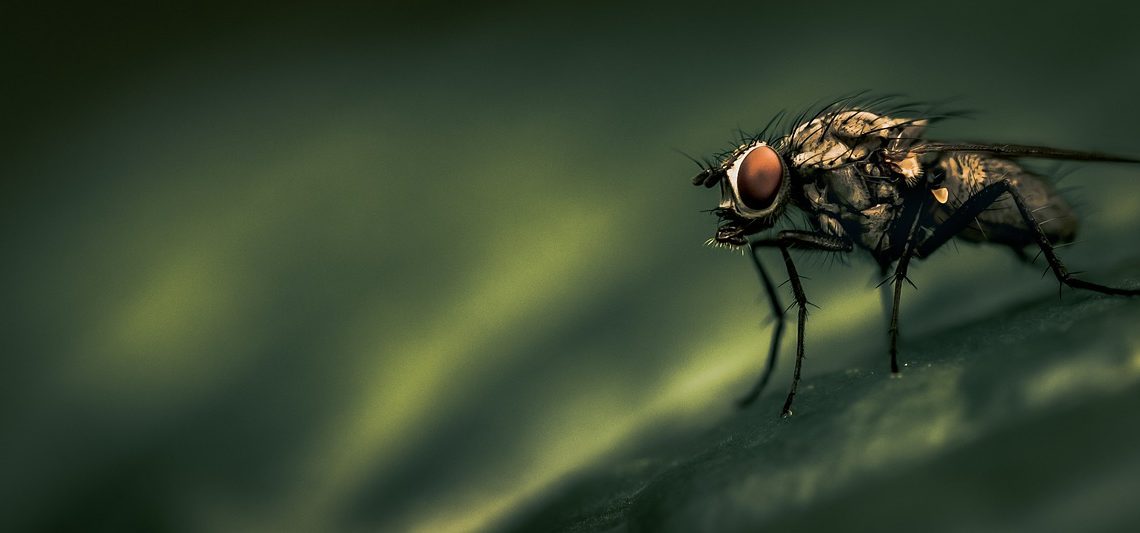 Maladie charbonneuse: transmission par les mouches domestiques.