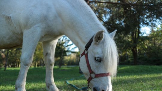 Le cheval albinos americain : son histoire